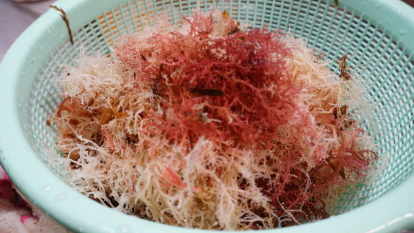 トコロテン作りたい そうだテングサを取りに行こう ここどこ 長崎